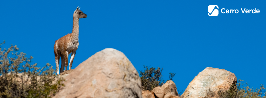 cerro-verde-recibe-dos-reconocimientos-internacionales-por-programas-que-incluyen-la-conservacion-de-especies-en-peligro-188